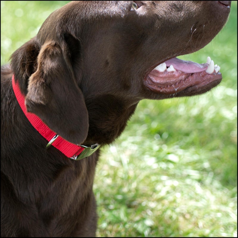 Country Brook Design Country Brook Petz - Premium Nylon Dog Collar with Metal Buckle for Small Medium Large Breeds - 10+ Warm Colors (Small, 3/4 Inch, Bright Red) - Image 3